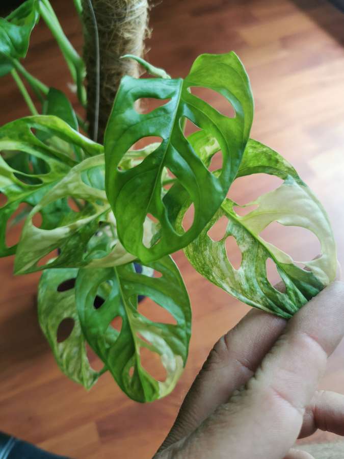 Monstera Adansonii Aurea Variegata 2
