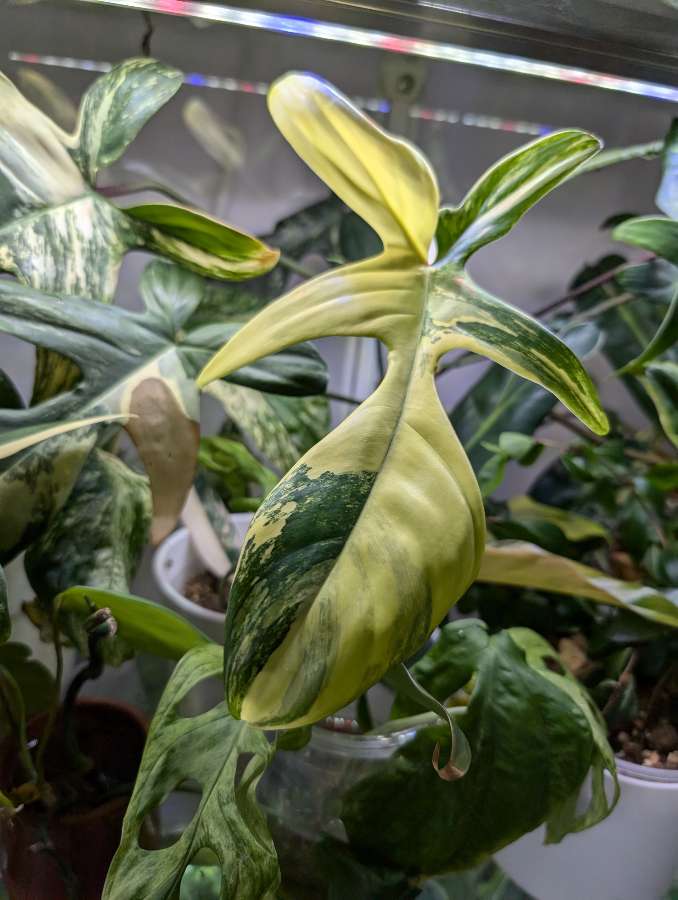 Philodendron Florida 3