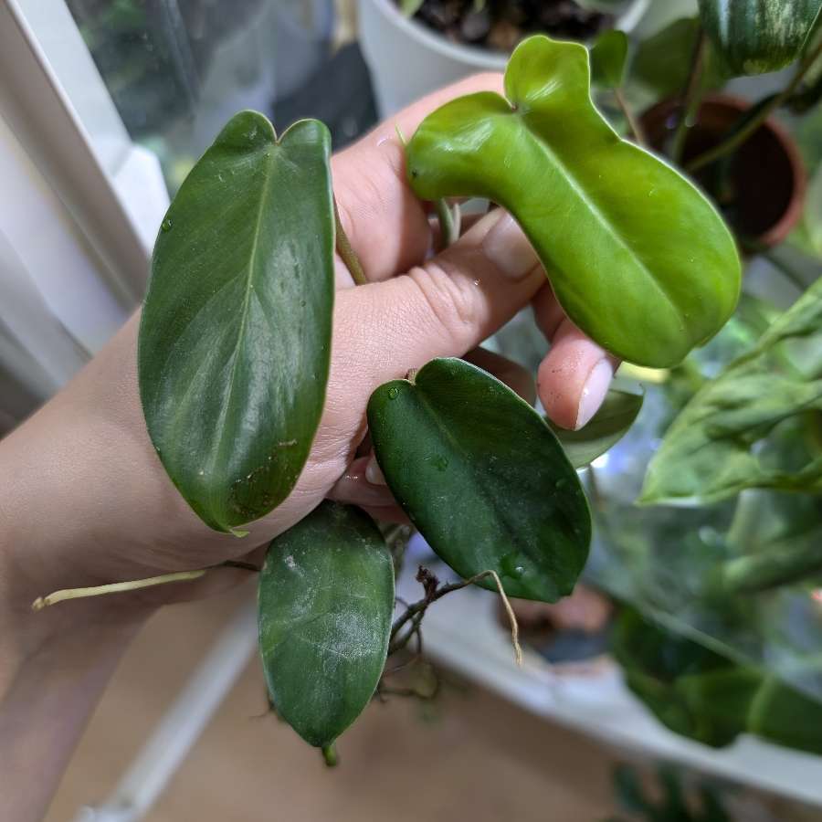 Philodendron Florida