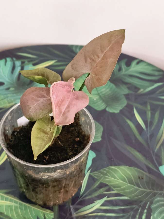 Syngonium pink spot 2