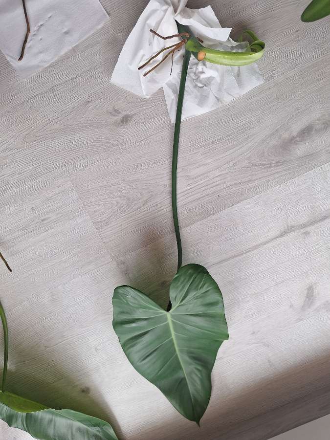 Philodendron tuxtlanum/red Queen 3