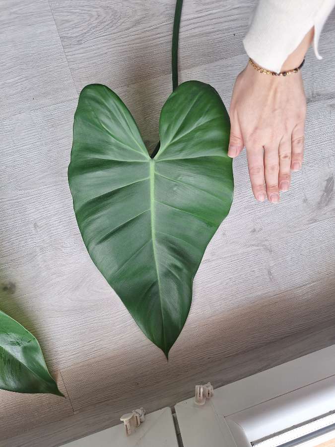 Philodendron tuxtlanum/red Queen 2