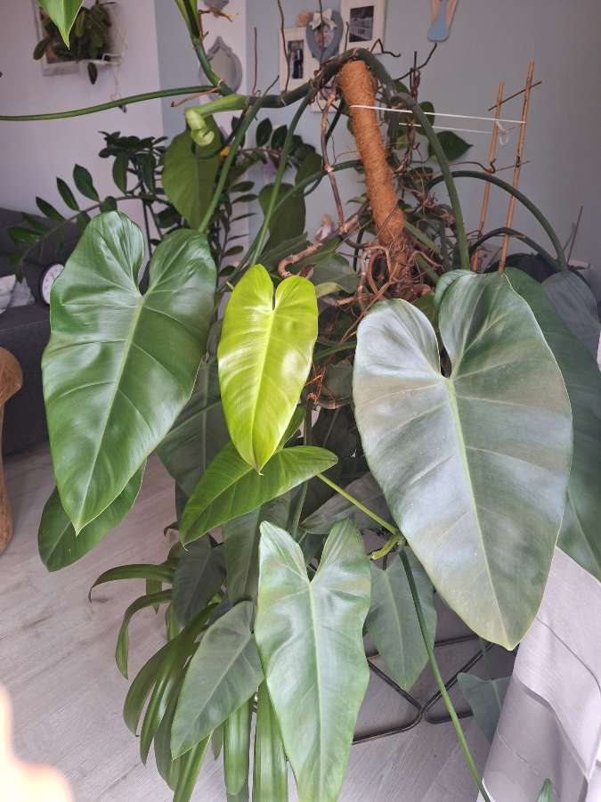 Philodendron tuxtlanum/red Queen 4