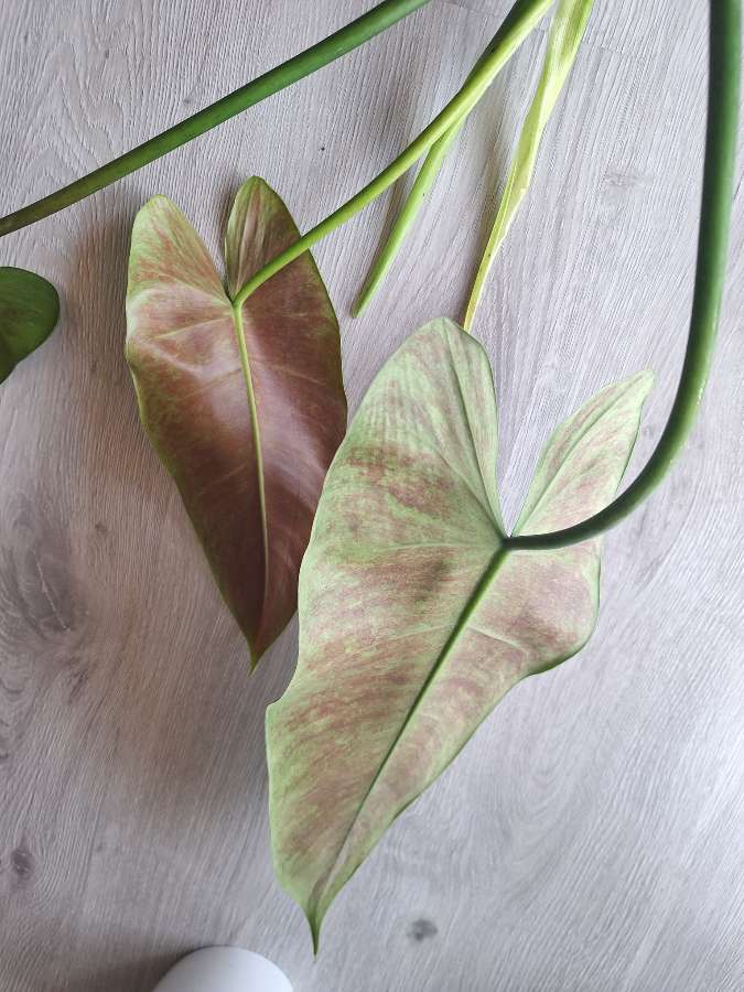 Philodendron tuxtlanum/red Queen 5