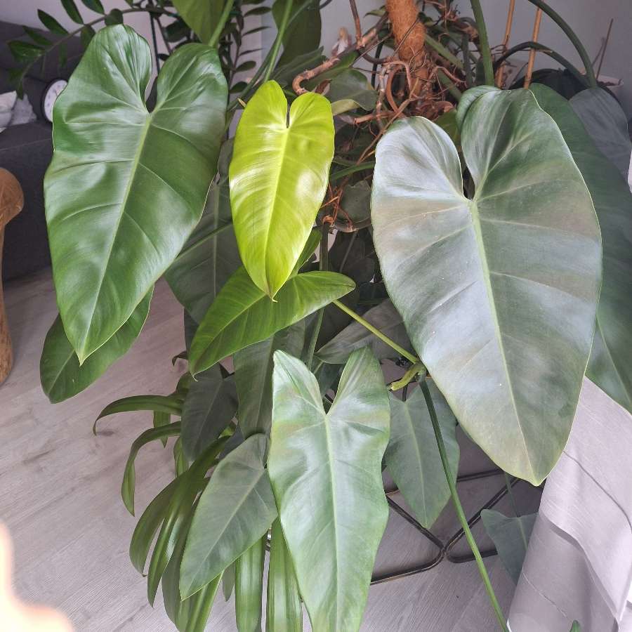 Philodendron tuxtlanum/red Queen