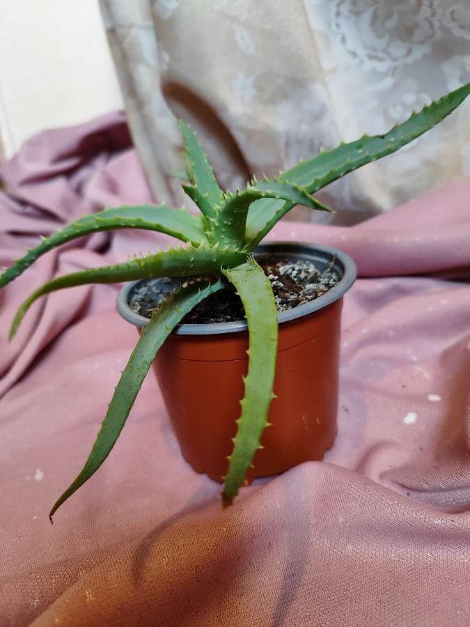 Aloes drzewiasty 2