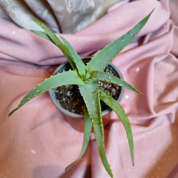 Aloes drzewiasty