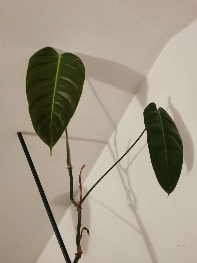 Philodendron Esmeraldense Narrow 2
