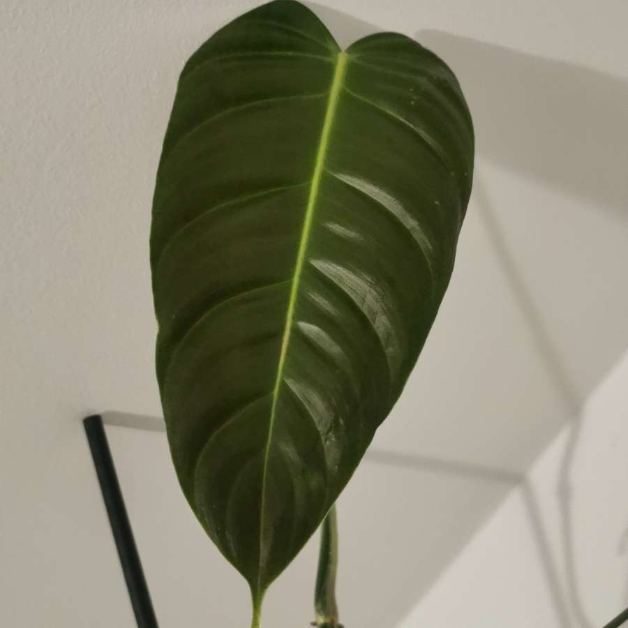 Philodendron Esmeraldense Narrow