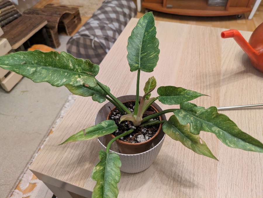 Philodendron Ring of Fire 2