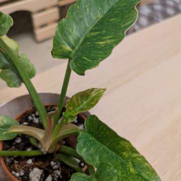 Philodendron Ring of Fire