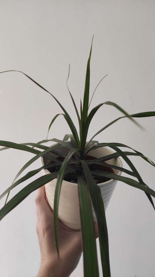 Dracena obrzeżona 3