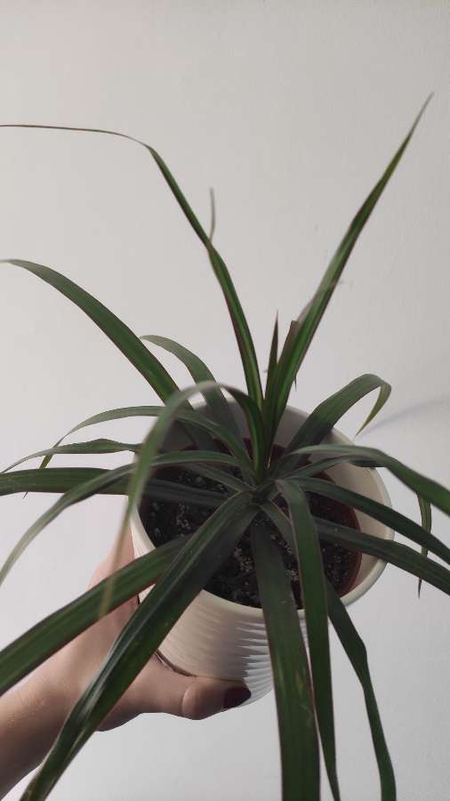 Dracena obrzeżona 2