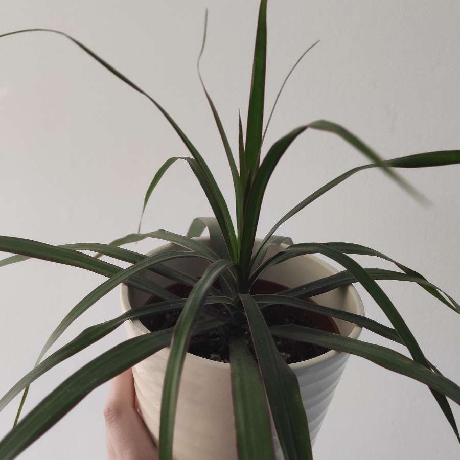 Dracena obrzeżona