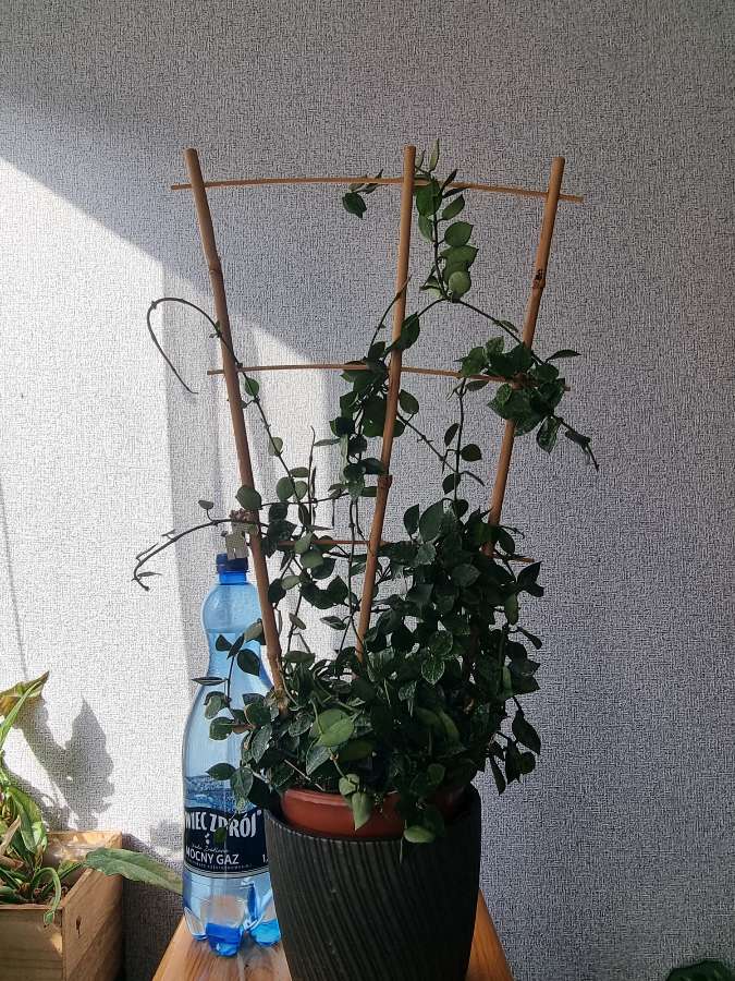 Hoya eskimo (regres) 2