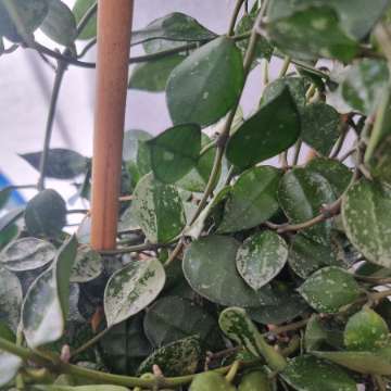 Hoya eskimo (regres)