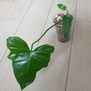Philodendron green dragon