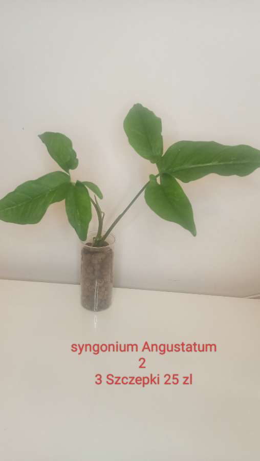 Syngonium Angustatum 4