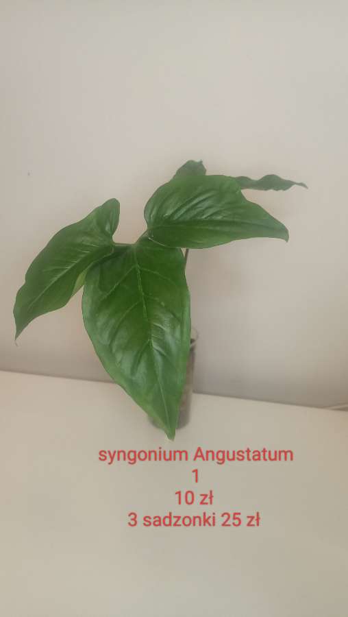 Syngonium Angustatum 2