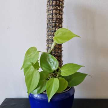 Palik, moss pale, podpora mech sphagnum do monstera, philodendron