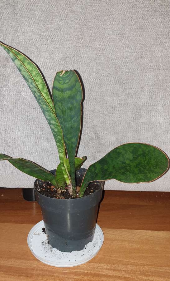 Sansewieria masoniana  2