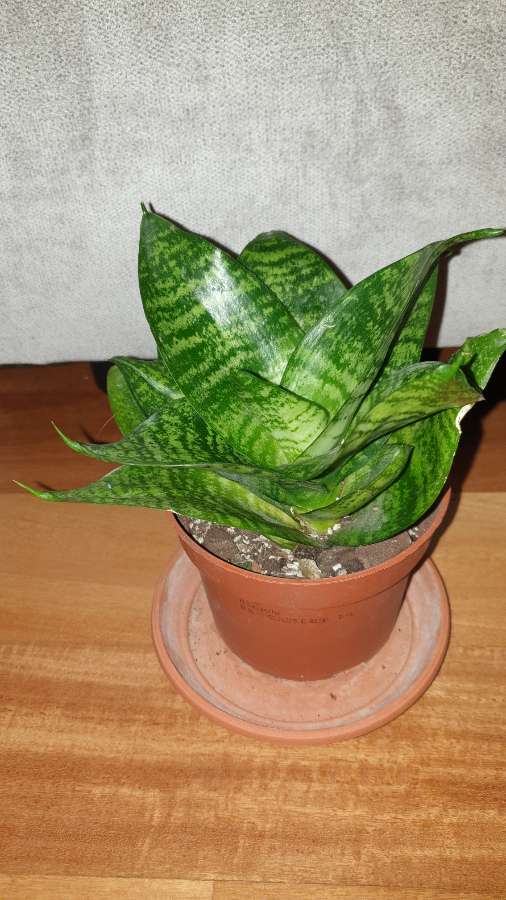 Sansewieria niska , 17cm wysokość  4