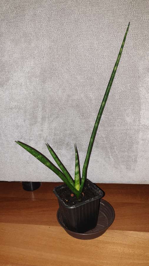 Sansewieria cylindryczna, wysokość 37cm 3