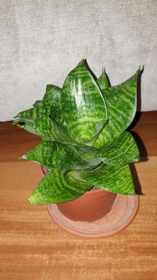 Sansewieria niska , 17cm wysokość  3