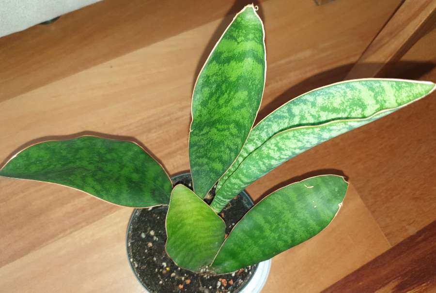 Sansewieria masoniana  3