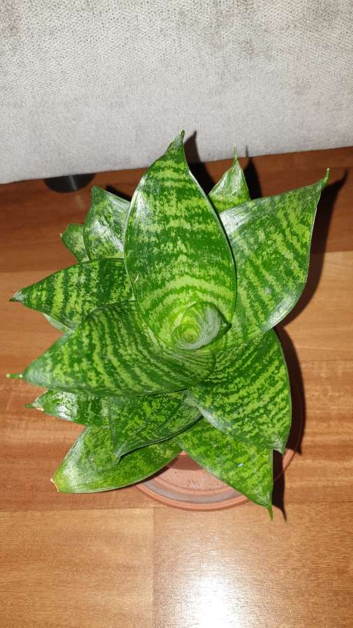 Sansewieria niska , 17cm wysokość  2