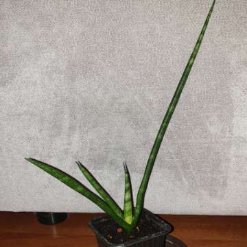 Sansewieria cylindryczna, wysokość 37cm