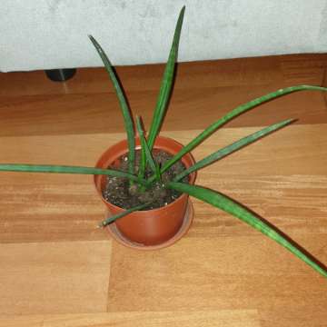 Sansewieria cylindryczna