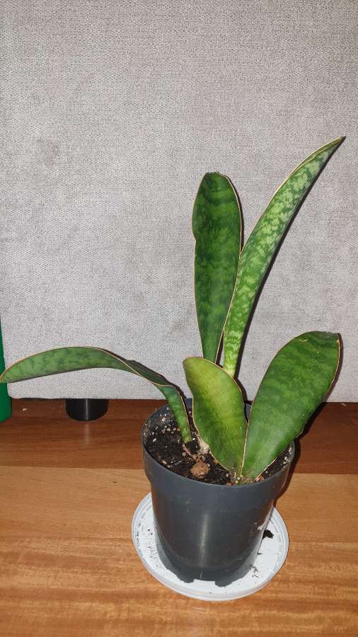 Sansewieria masoniana  5