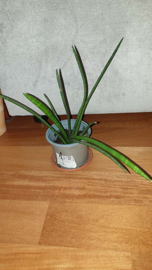 Sansewieria cylindryczna, nr 1 3