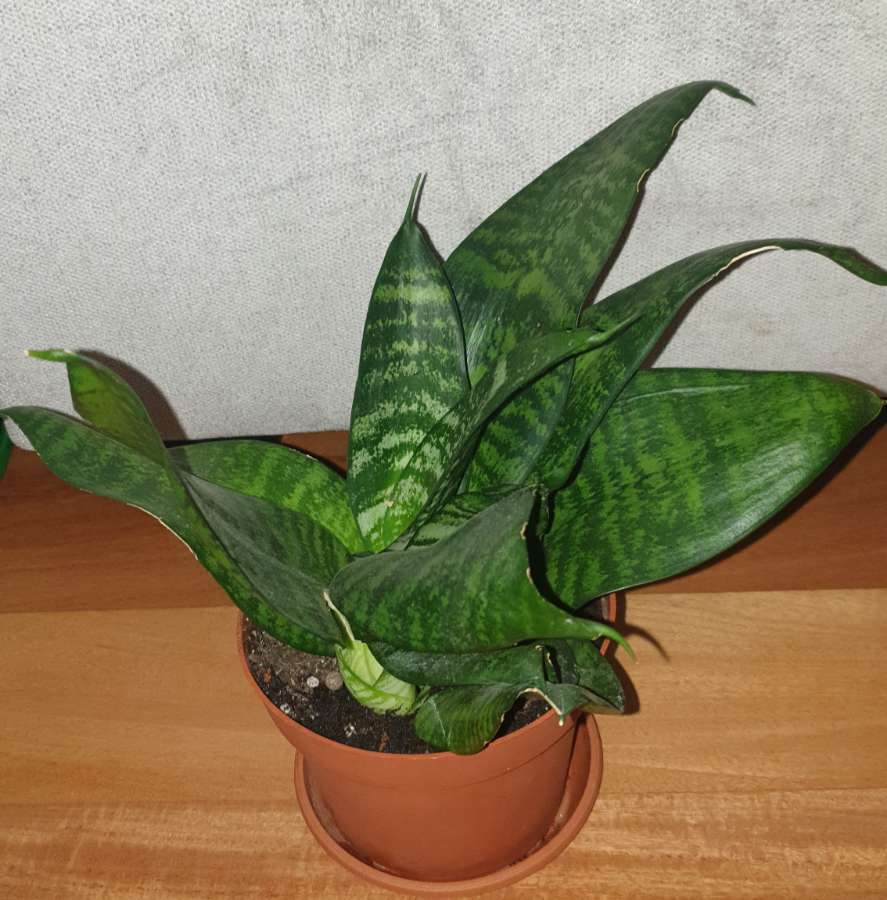 Sansewieria niska 4