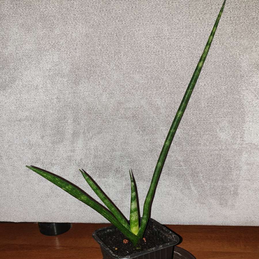 Sansewieria cylindryczna, wysokość 37cm