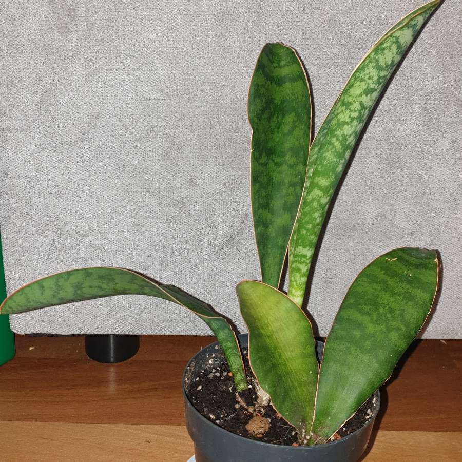 Sansewieria masoniana 