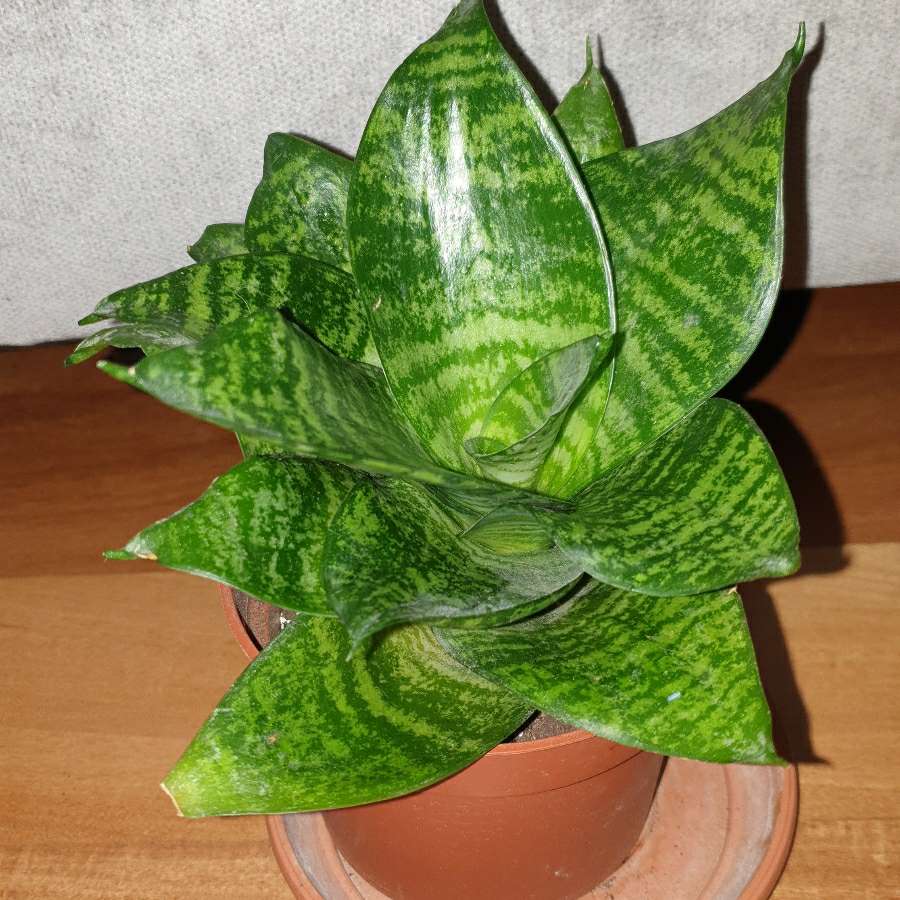 Sansewieria niska , 17cm wysokość 