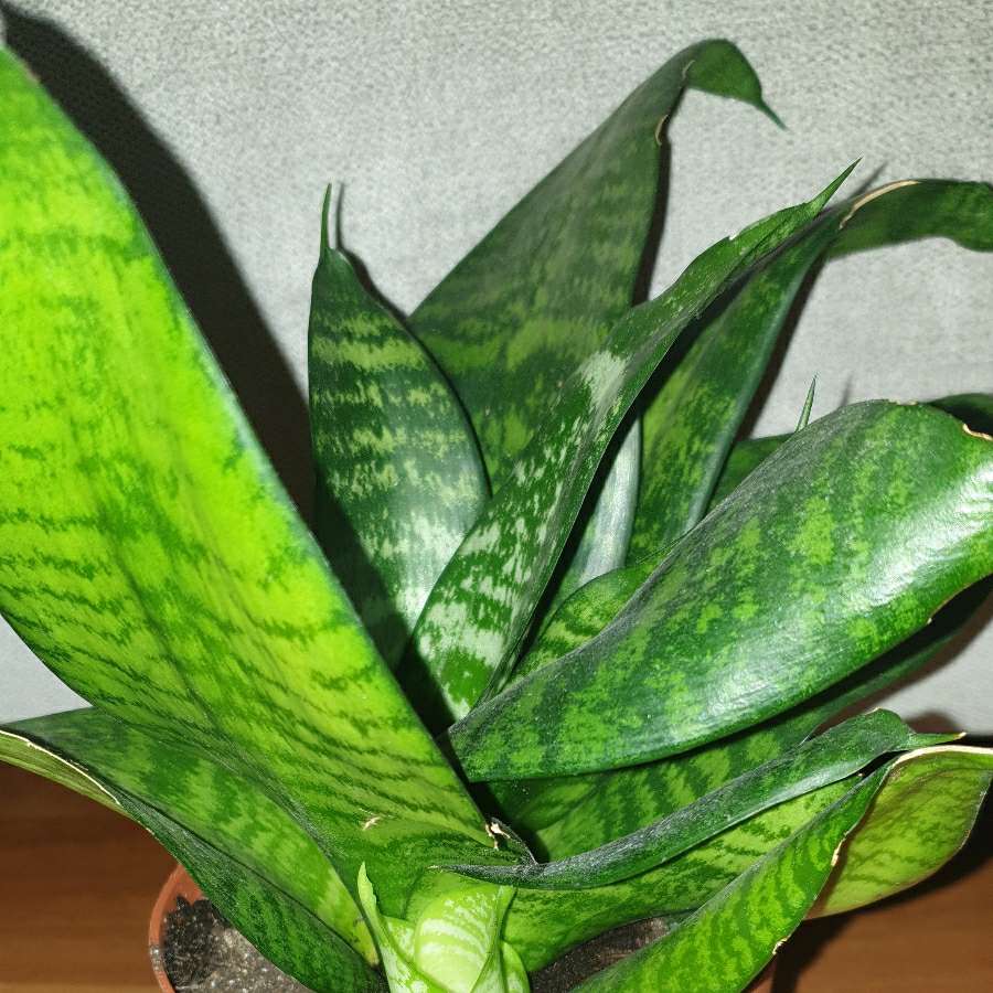 Sansewieria niska