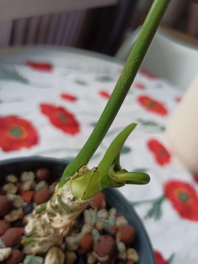 Anthurium Waterburyanum 2