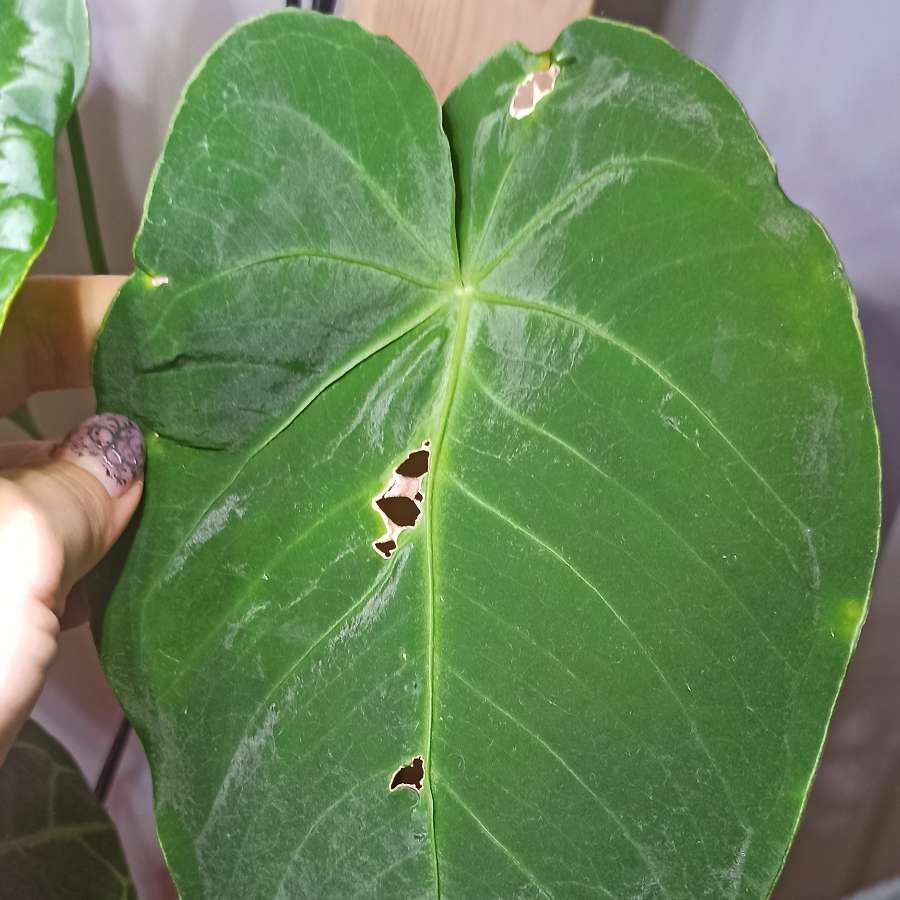 Anthurium Waterburyanum