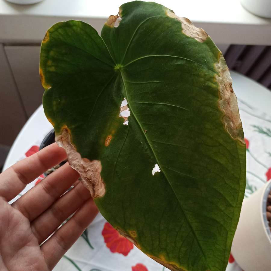 Anthurium Waterburyanum