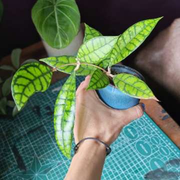 Hoya callistophylla