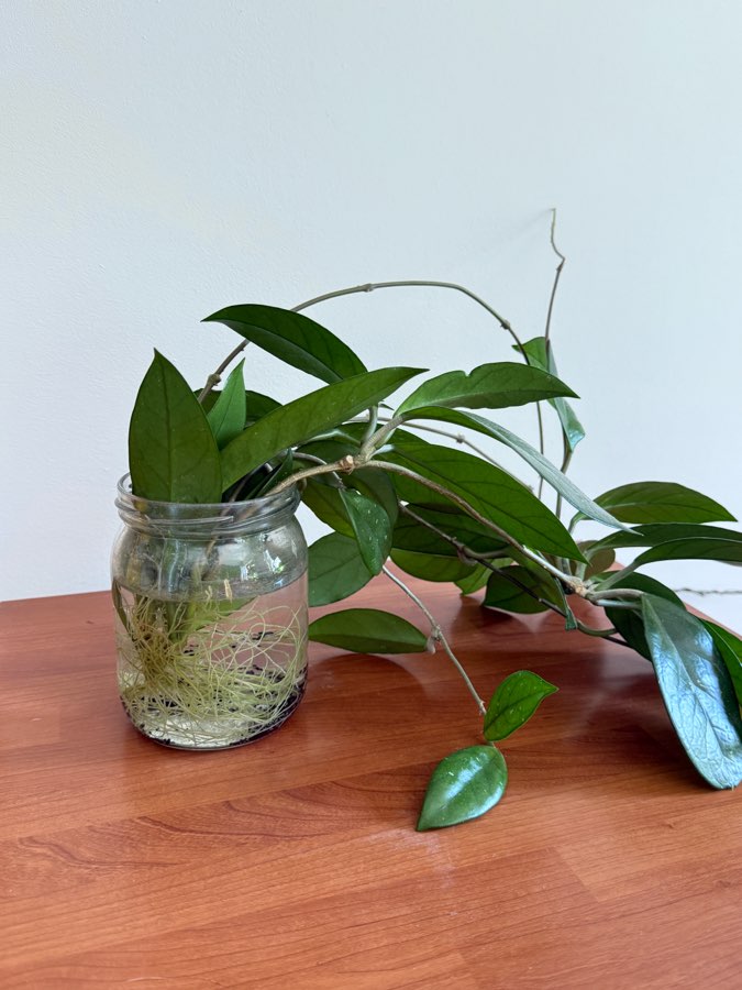 hoya carnosa 2