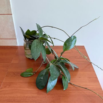 hoya carnosa