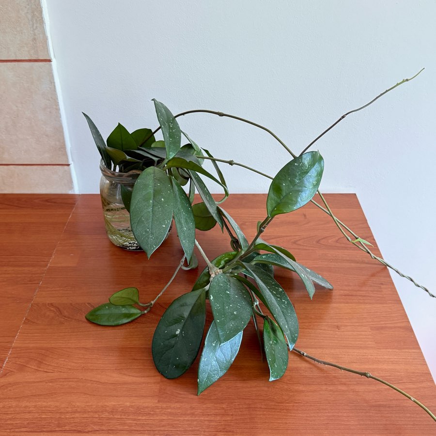 hoya carnosa