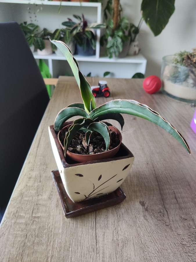 Sansewieria Star Canary 2