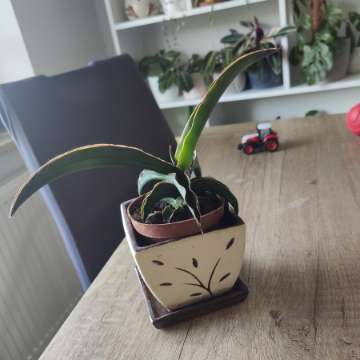Sansewieria Star Canary
