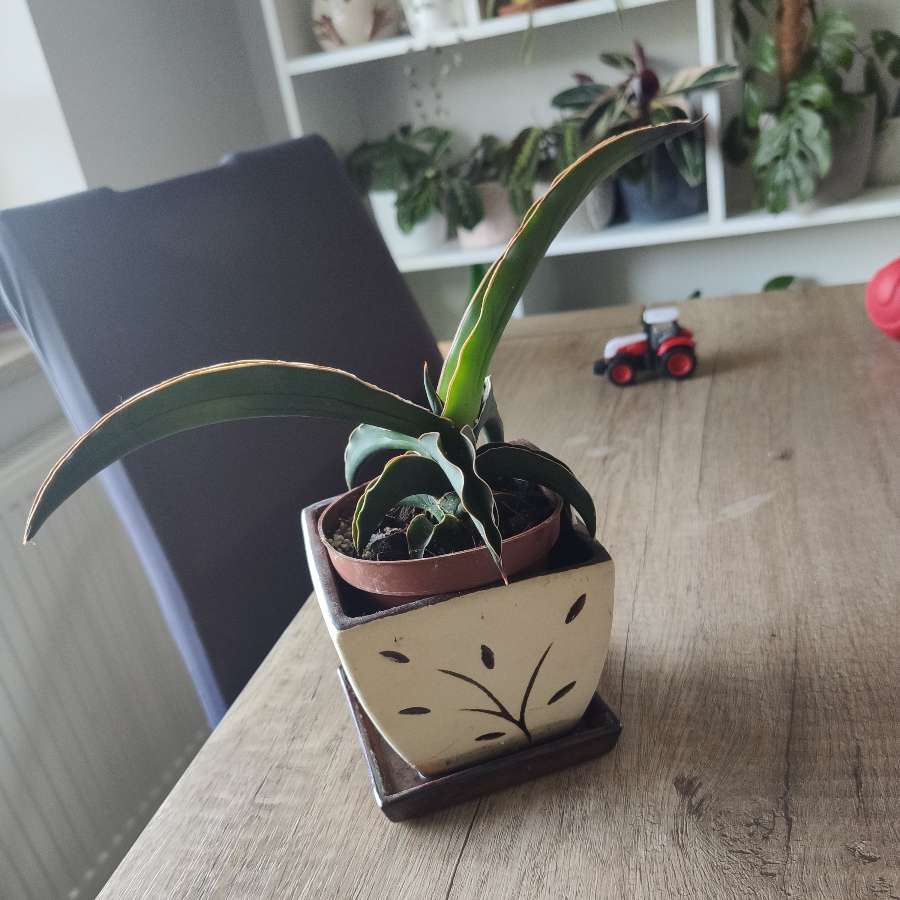 Sansewieria Star Canary
