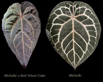 Anthurium Michelle x Red Velvet Cake X Michelle